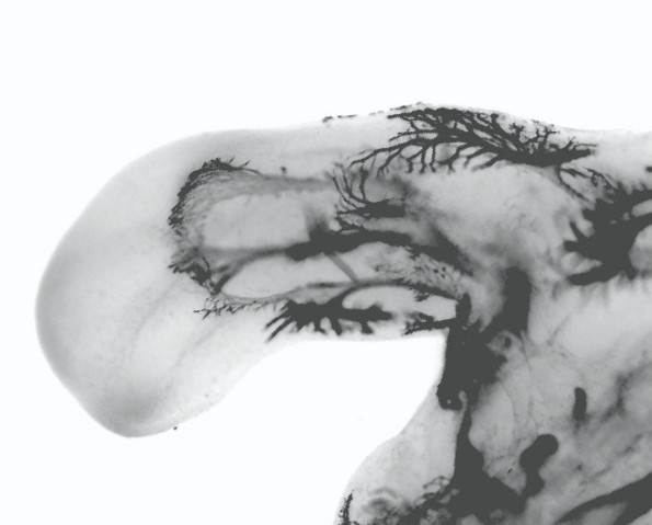 Nervenfasern im Hinterbein eines Hhnerembryos