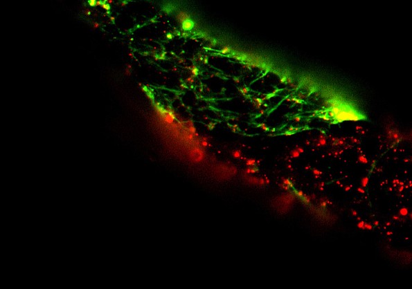 Zellen im Fadenwurm C elegans