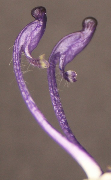 Blauer Eisenhut Aconitum napellus