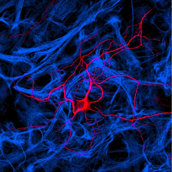 Nervenzelle und Gliazellen