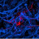 Nervenzelle und Gliazellen 