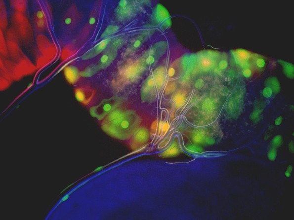 Life Science Art: Kupferzellen im Darm einer Taufliegen-Larve