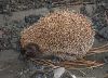 Wildtiere in der Stadt