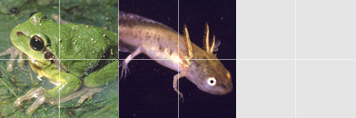 Oekologie