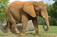 Elefant