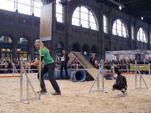 Vetsuisse-Fakultt im Hauptbahnhof: Agility