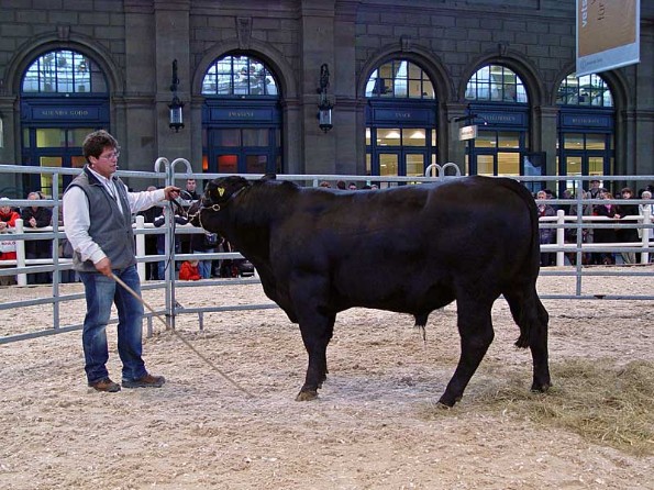 Vetsuisse-Fakultt im Hauptbahnhof: Kuhflsterer